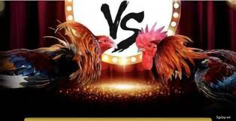 Khám Phá Cách Chơi Đá Gà WS168 Tại HB88 Hấp Dẫn Nhất